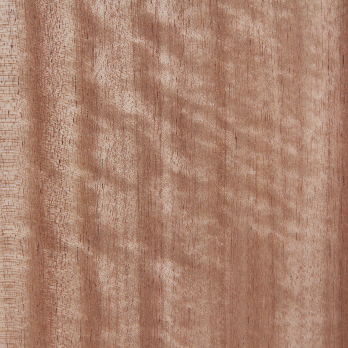 Queensland Maple (Quarter) - Timber Veneer Species