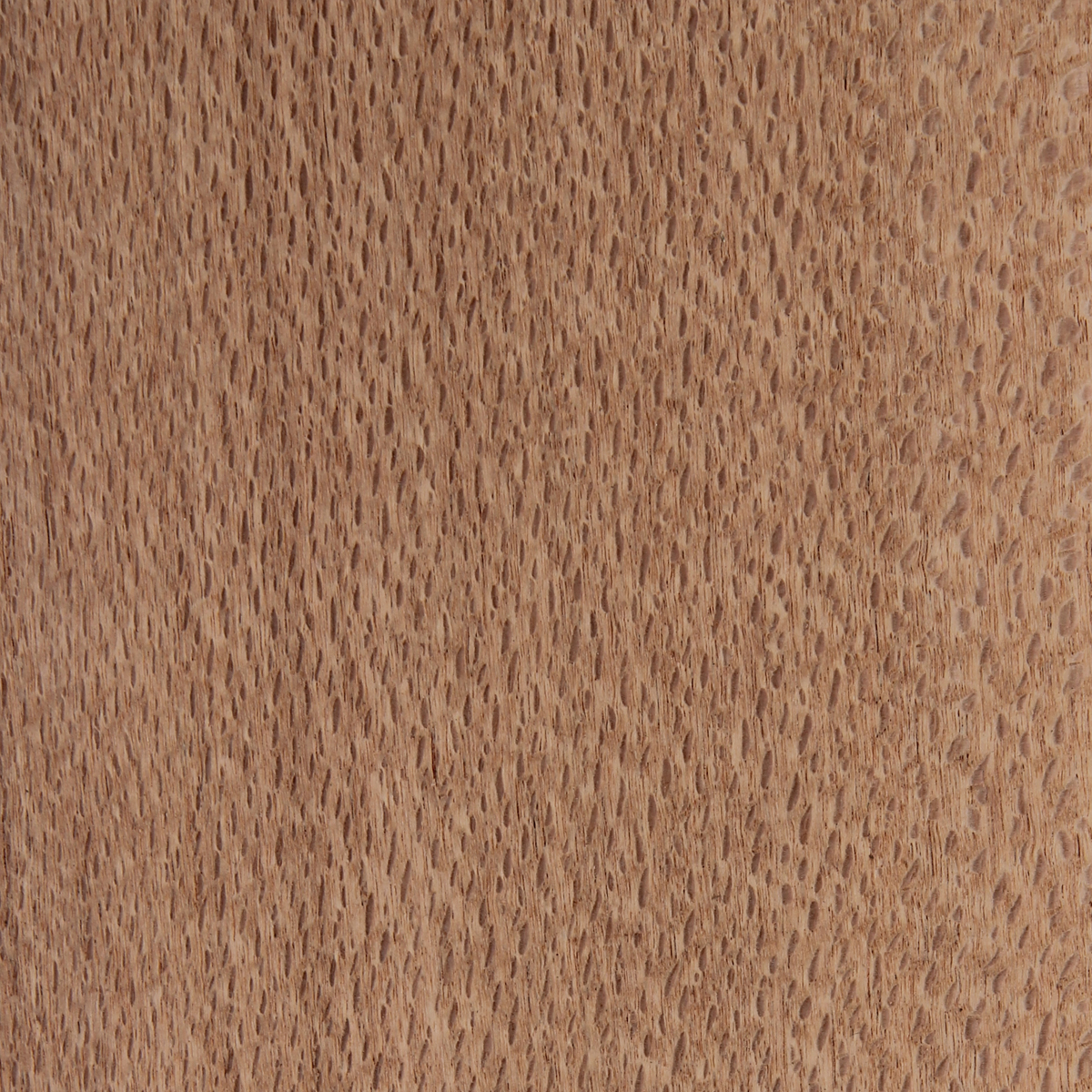 Northern Silky Oak (Quarter) - Timber Veneer & Plywood Species