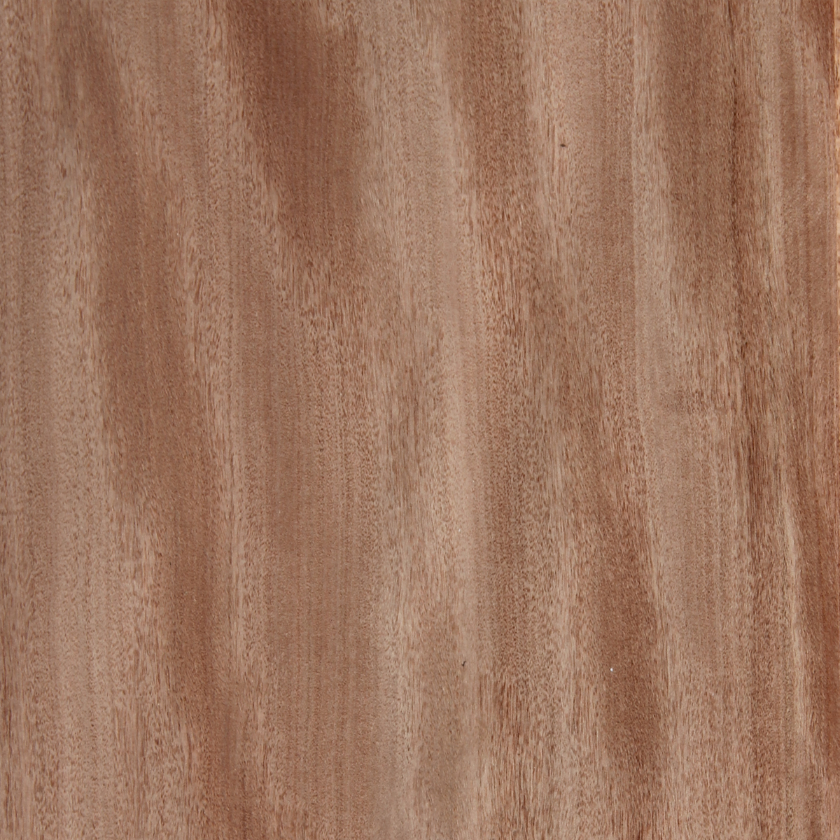 Box, brush - figured (Quarter) - Timber Veneer & Plywood Species