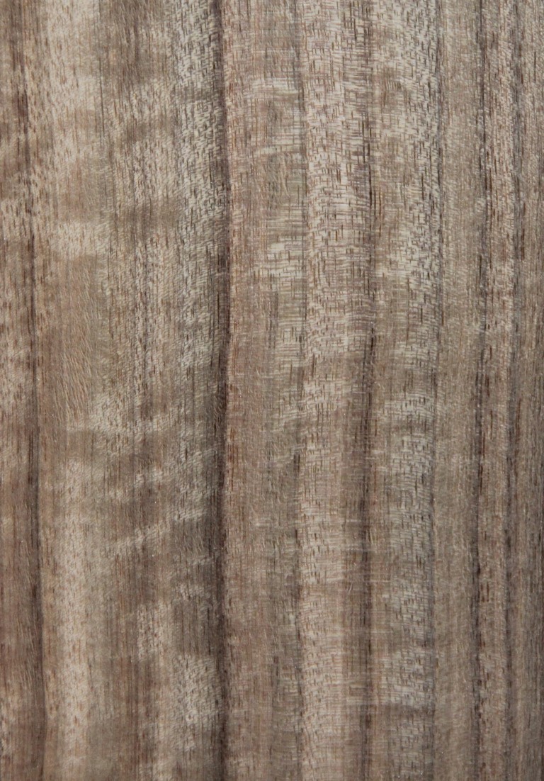 Queensland walnut (quarter) - Timber Veneer & Plywood Species